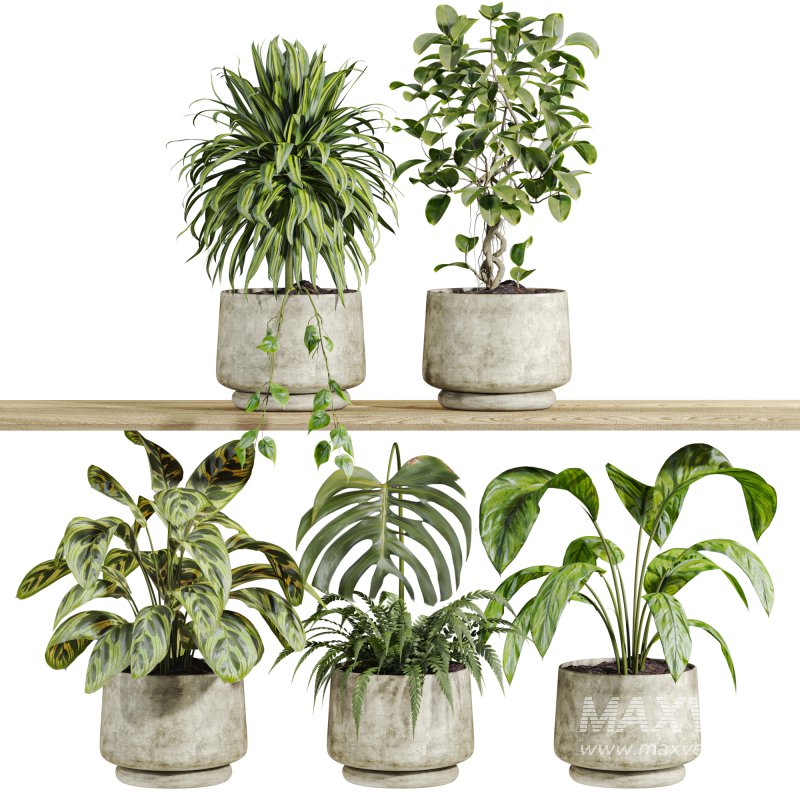 plants set on shelf - Image 1