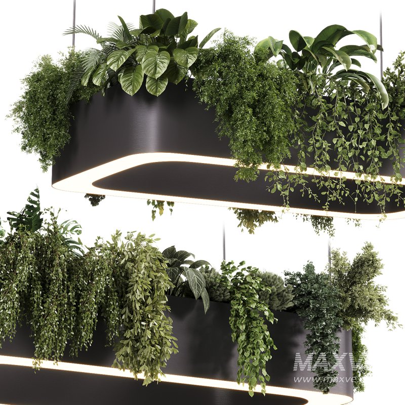 indoor plants – 56 Hanging indoor plant - Image 4