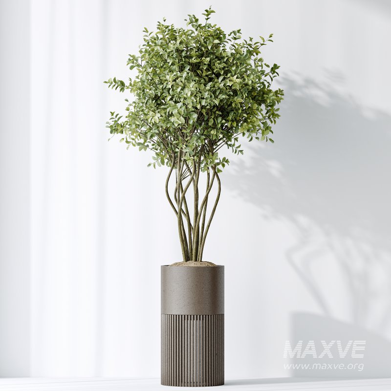 AV Indoor Plants Set 266 Areca Palm and Dypsis Lutescens and Beech Olea Europaea Olive Eucalyptus - Image 6