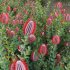 Scarlet Banksia – Banksia coccinea 01 - Thumbnail 4