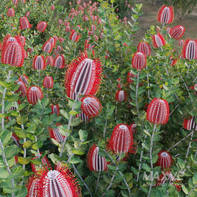 Scarlet Banksia – Banksia coccinea 01 - Image 4