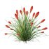 ntal grass native to moist meadows across Europe and western Asia. Its arching lime-yellow blades form dense mounds that shimmer in the light, offering a soft, flowing texture ideal for borders, ground covers, and contemporary garden compositions. - Thumbnail 2