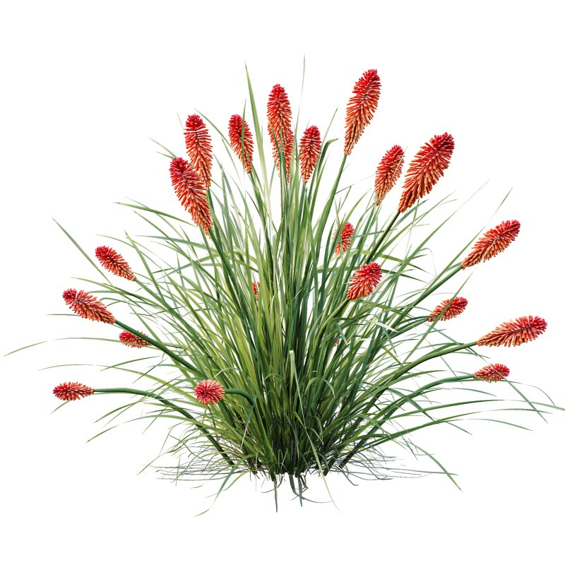 ntal grass native to moist meadows across Europe and western Asia. Its arching lime-yellow blades form dense mounds that shimmer in the light, offering a soft, flowing texture ideal for borders, ground covers, and contemporary garden compositions. - Image 2
