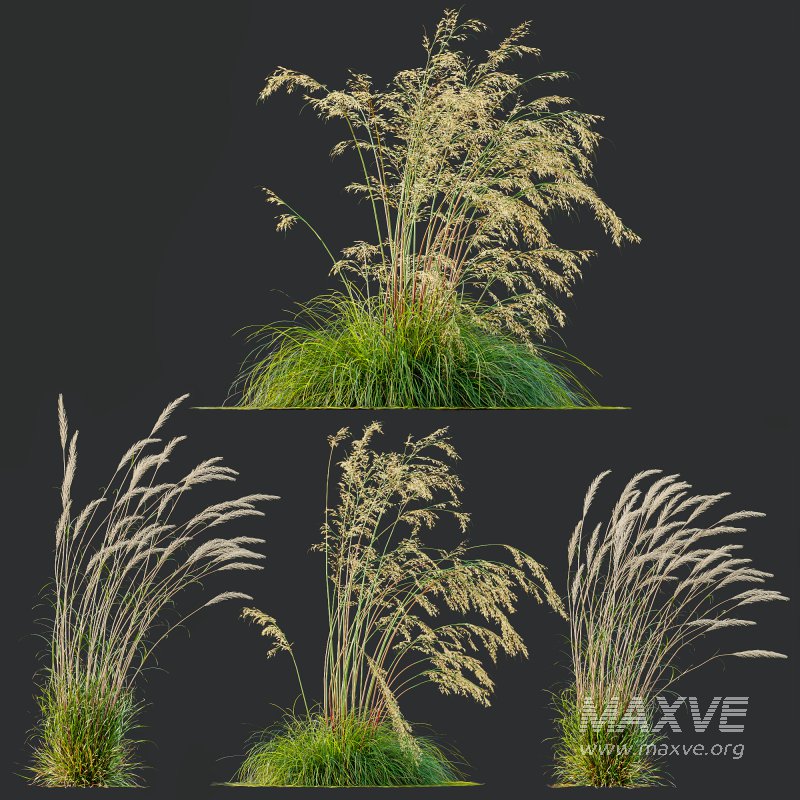 ntal grass set combines two iconic and highly architectural species known for their graceful movement and seasonal texture. - Image 4