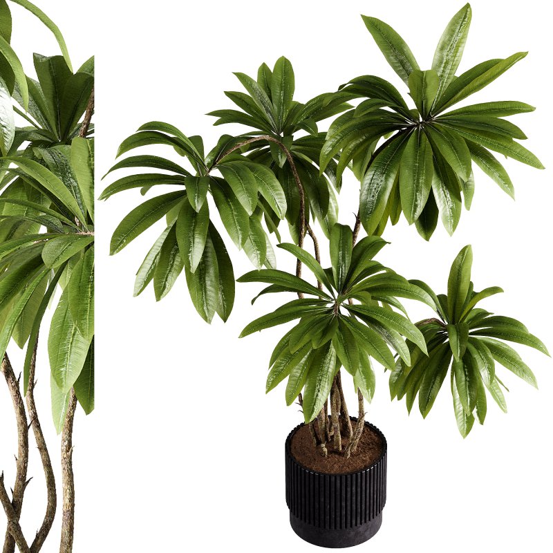 indoor plants – 45 plant in pot - Image 3