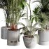 indoor plants 113 – plant collections in pot - Thumbnail 4