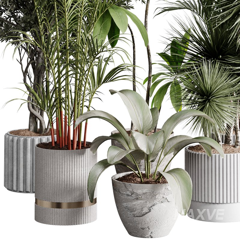 indoor plants 113 – plant collections in pot - Image 4