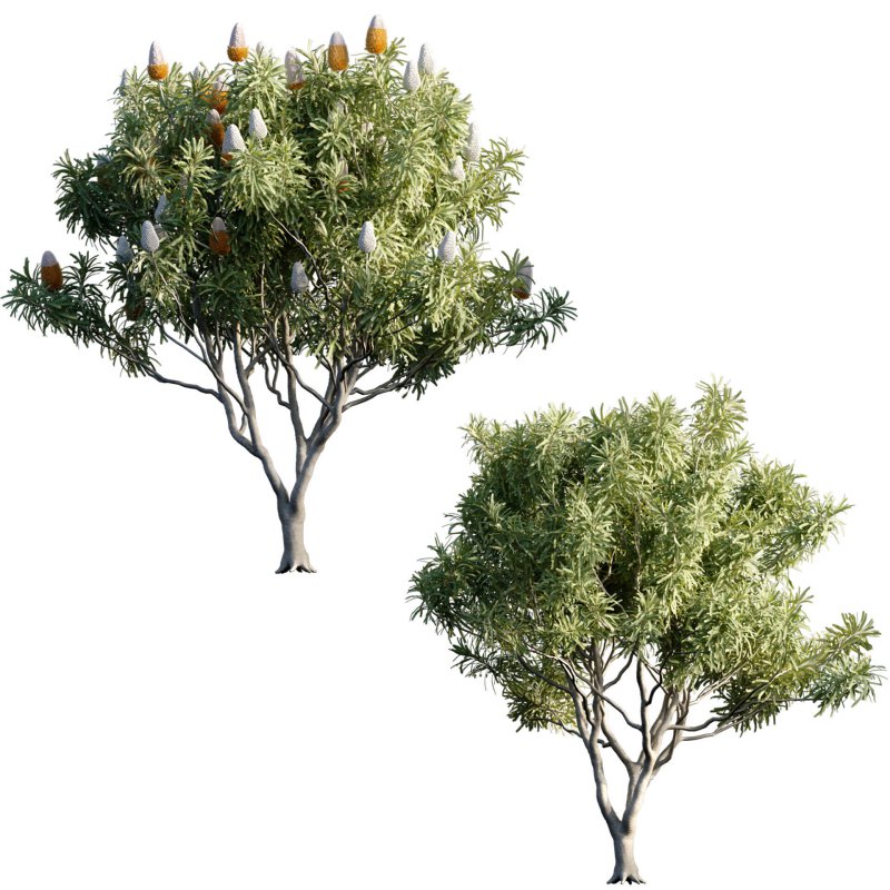 Banksia prionotes – Acorn banksia 01 - Image 2