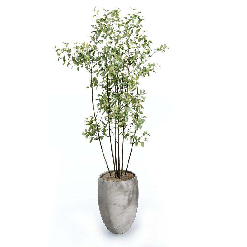 AV Indoor Plants Set 251 Olive Eucalyptus Japandi Ficus Banana Strelitzia Peace Lily - Image 5