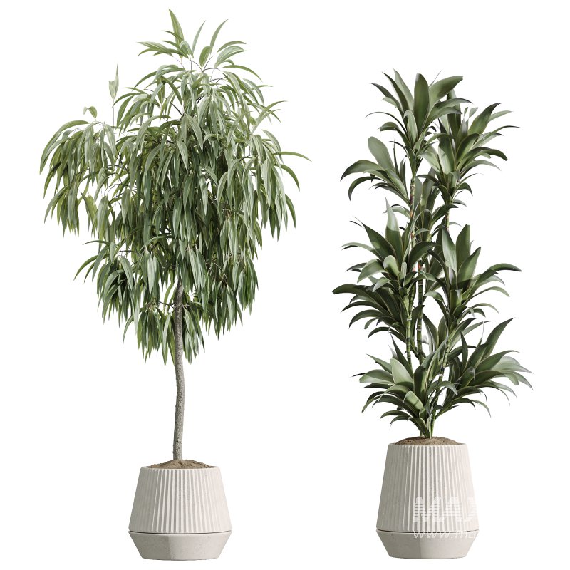AV Indoor Plants Set 252 Ficus Microcarpa Zamiifolia Binnendijkii Warneckii Lemon Lime - Image 8