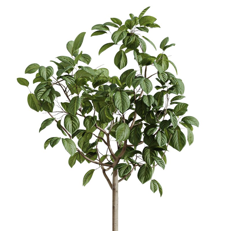 AV Indoor Plants Set 262 Japandi Ficus Dracaena Marginata and Areca Majesty Cat Reed Palm - Image 4