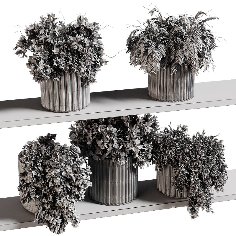 indoor plants 97- Hanging indoor plant - Image 4