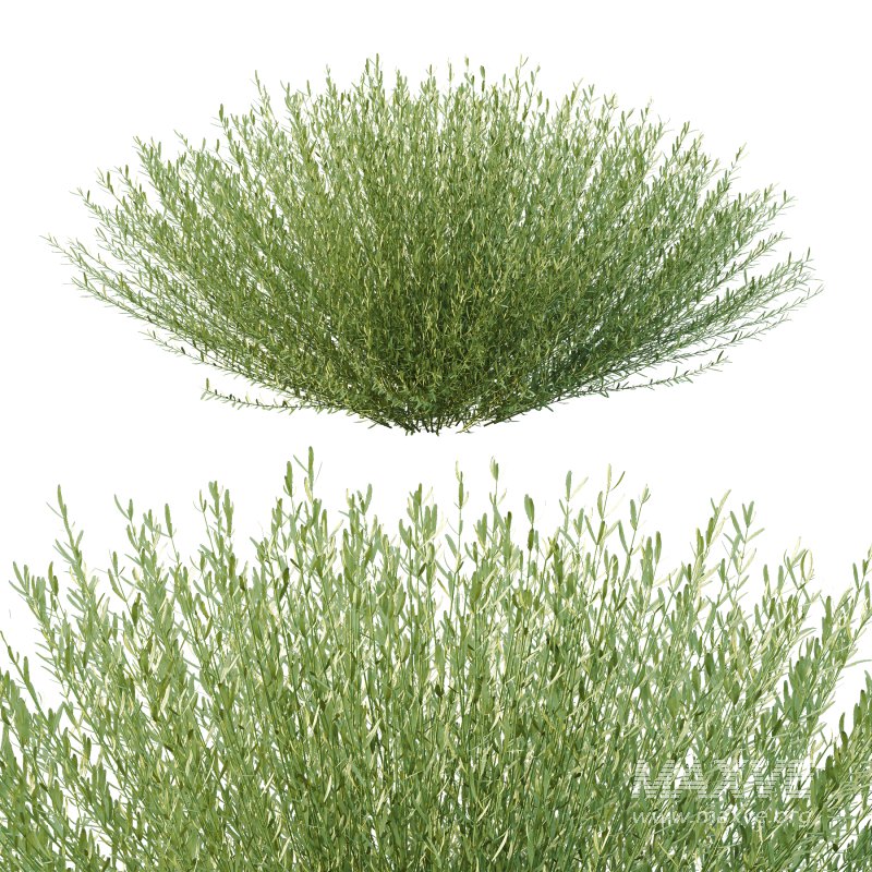 plant bush Lavandula pedunculata 03 - Image 6