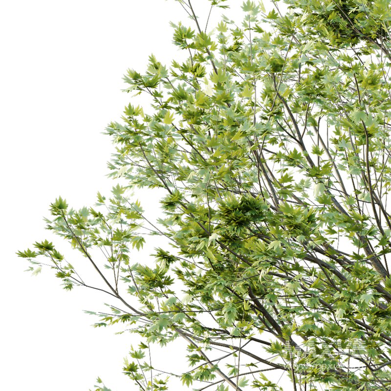 Acer Pseudoplatanus spring trees 03 - Image 4