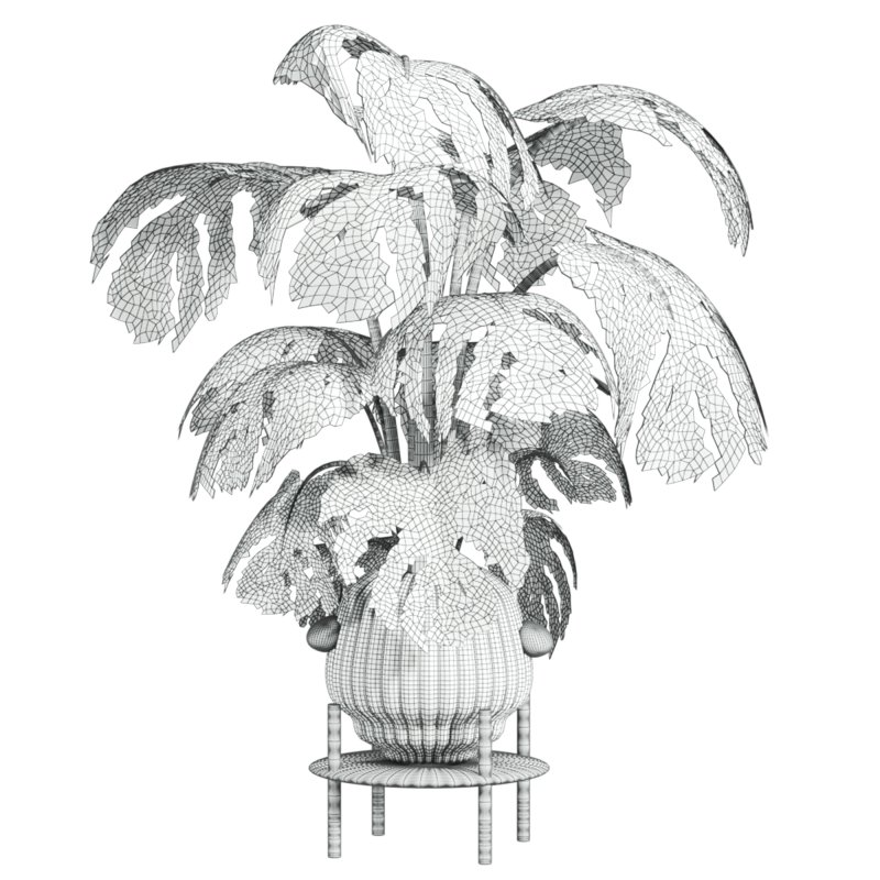 monstera plant - Image 4
