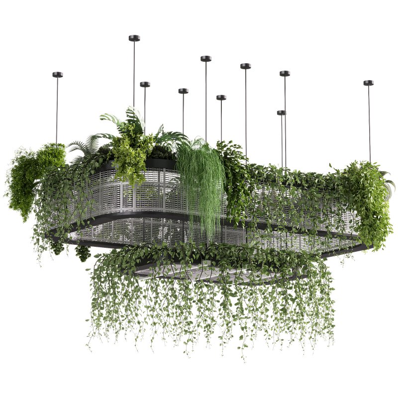 indoor plants – 62 Hanging indoor plant - Image 5