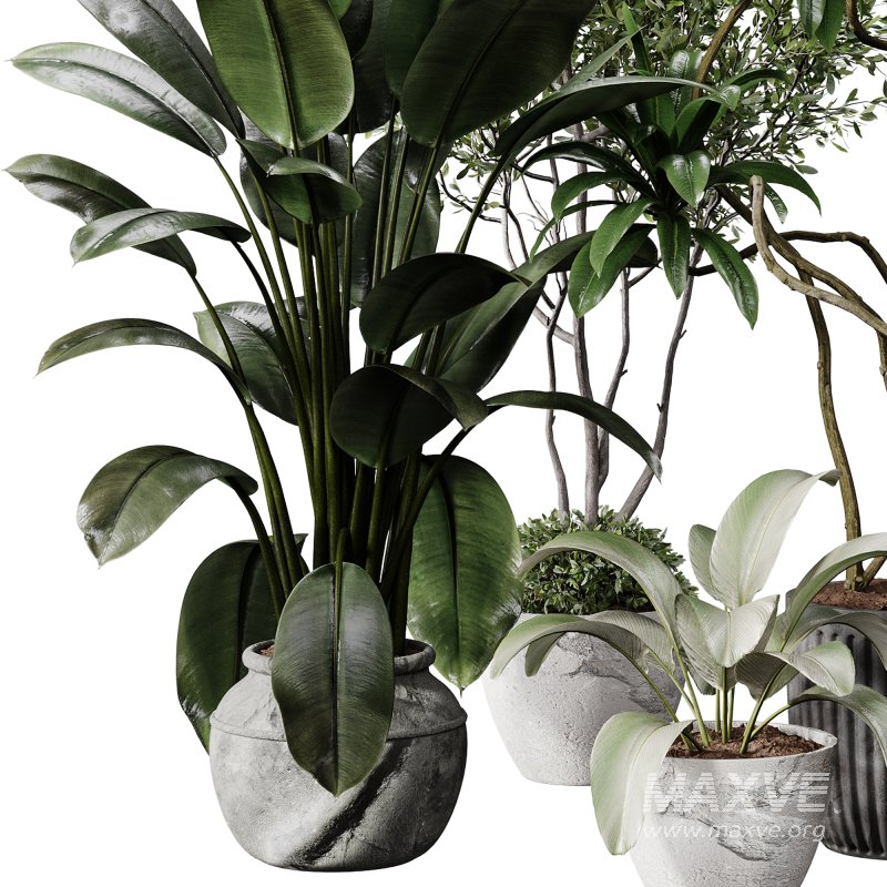 indoor plants 108 – plant collections in pot - Image 1