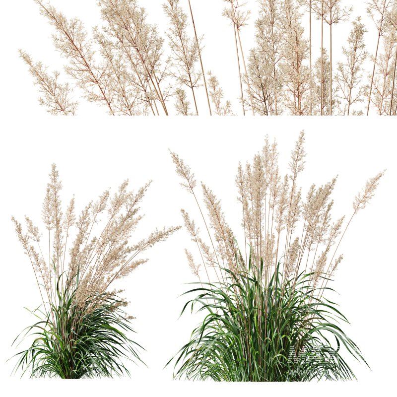 ntal grasses—**Celtica gigantea** (Golden Oats Grass) and **Nassella tenuissima** (Mexican Feather Grass)—curated for naturalistic, windswept landscapes and high-end 3D visualizations. - Image 6