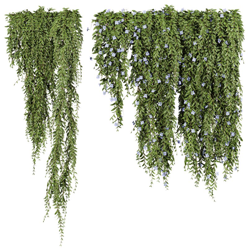 ivy plants - Image 1