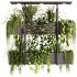 Indoor Plants – 23 Hanging plants - Thumbnail 13