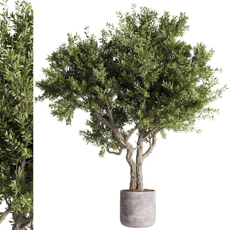 indoor plants – 46 plant in pot - Image 2