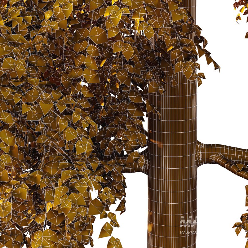 Alder Tree 01 - Image 3