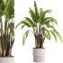 indoor plants – 37 plant in pot_corona - Thumbnail 3