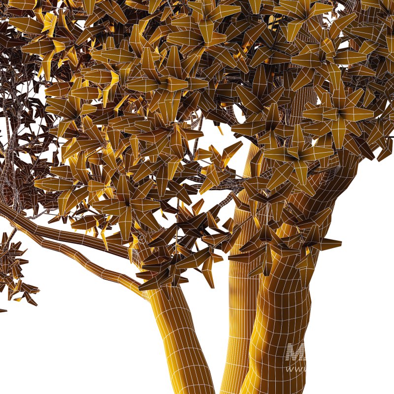 Sydney Blue Gum Tree 07 - Image 2