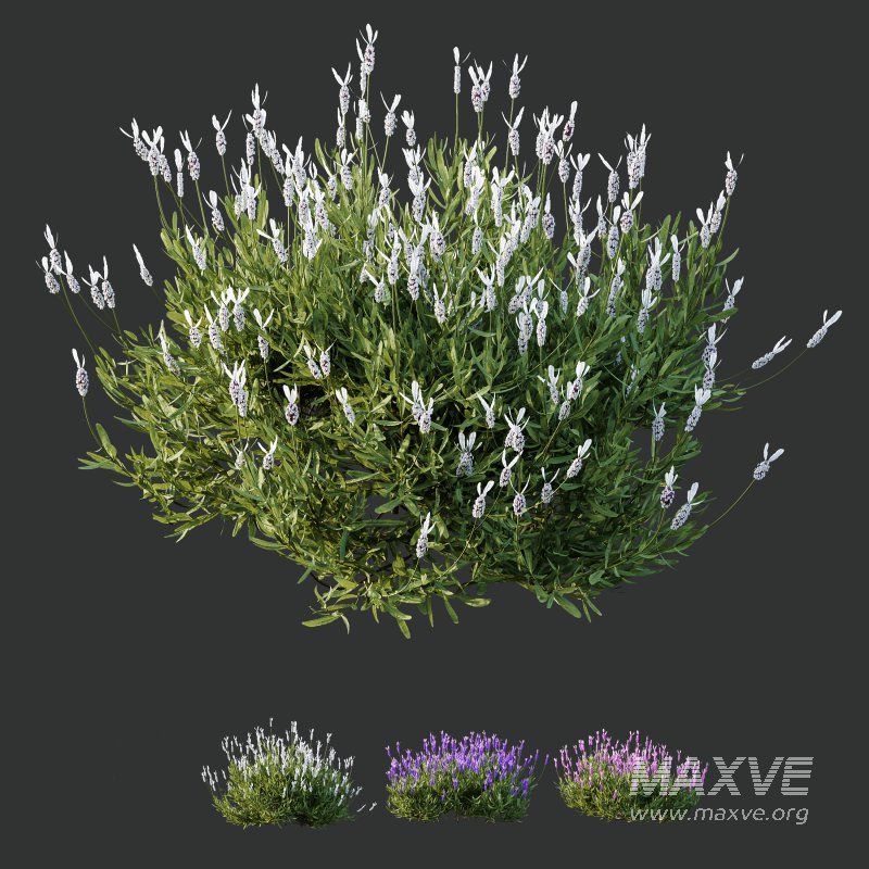 AV spring bushes Lavandula Pedunculata Atlantica Stoechas Subpedunculata and Fruticosa Coastal Rosemary - Image 3