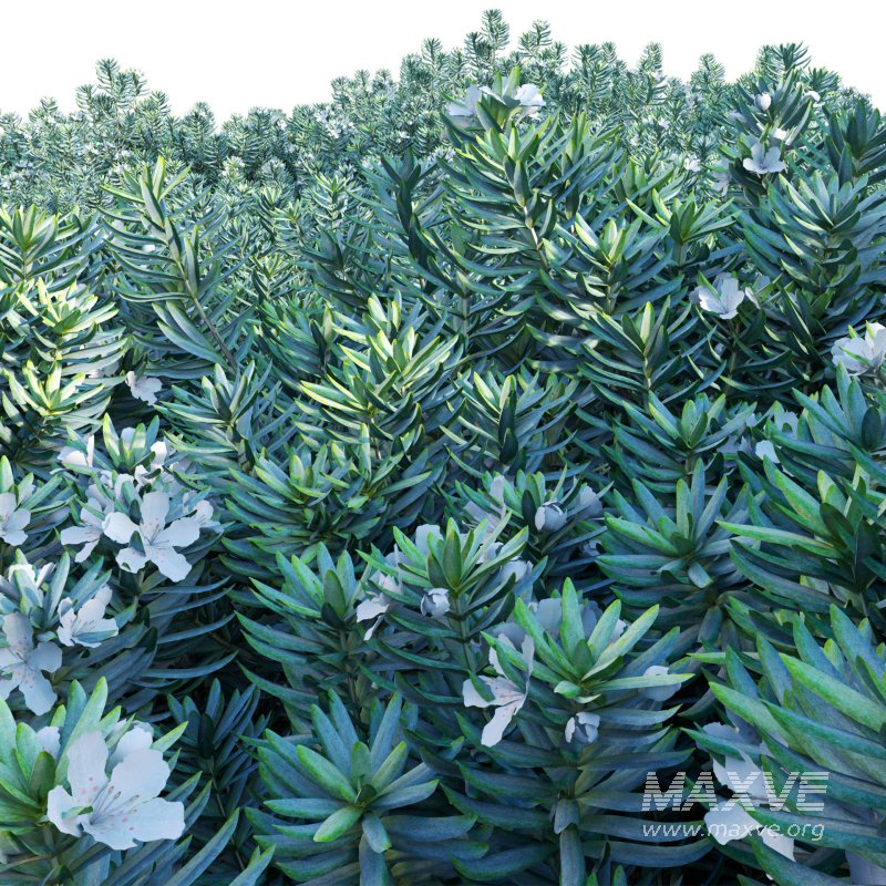 Westringia fruticosa – Coast Rosemary 01 - Image 3