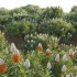 Banksia prionotes – Acorn banksia 03 - Thumbnail 4