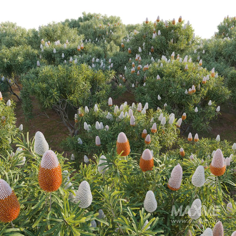 Banksia prionotes – Acorn banksia 03 - Image 4