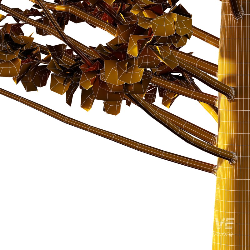 Maidenhair Ginkgo Biloba Tree 07 - Image 2