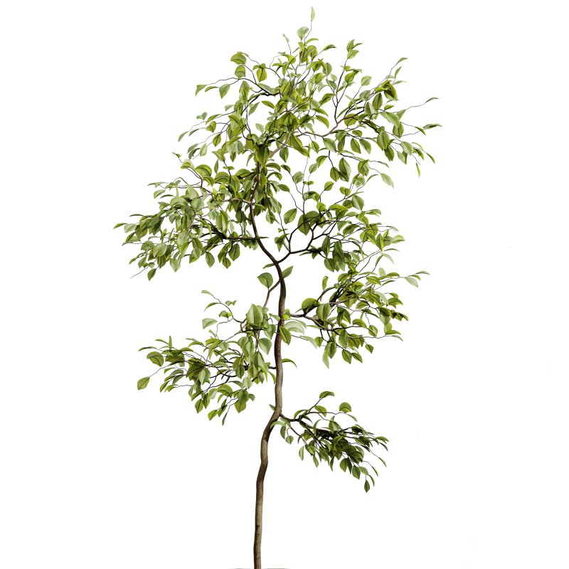 AV Indoor Plants Set 263 Japandi Ficus Dracaena Marginata and Mission Olive - Image 3