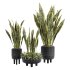 Indoor Plant 05-Sansevieria Plant - Thumbnail 4