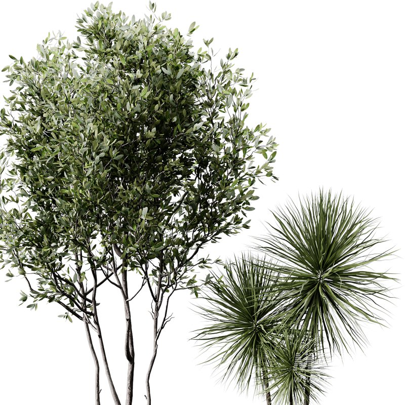 indoor plants 105 – plant collections in pot - Image 3