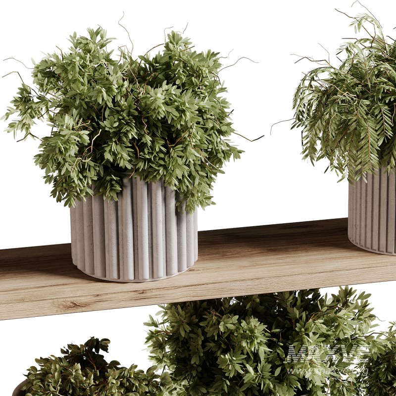 indoor plants 97- Hanging indoor plant - Image 2