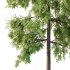 Alder Tree 02 - Thumbnail 3