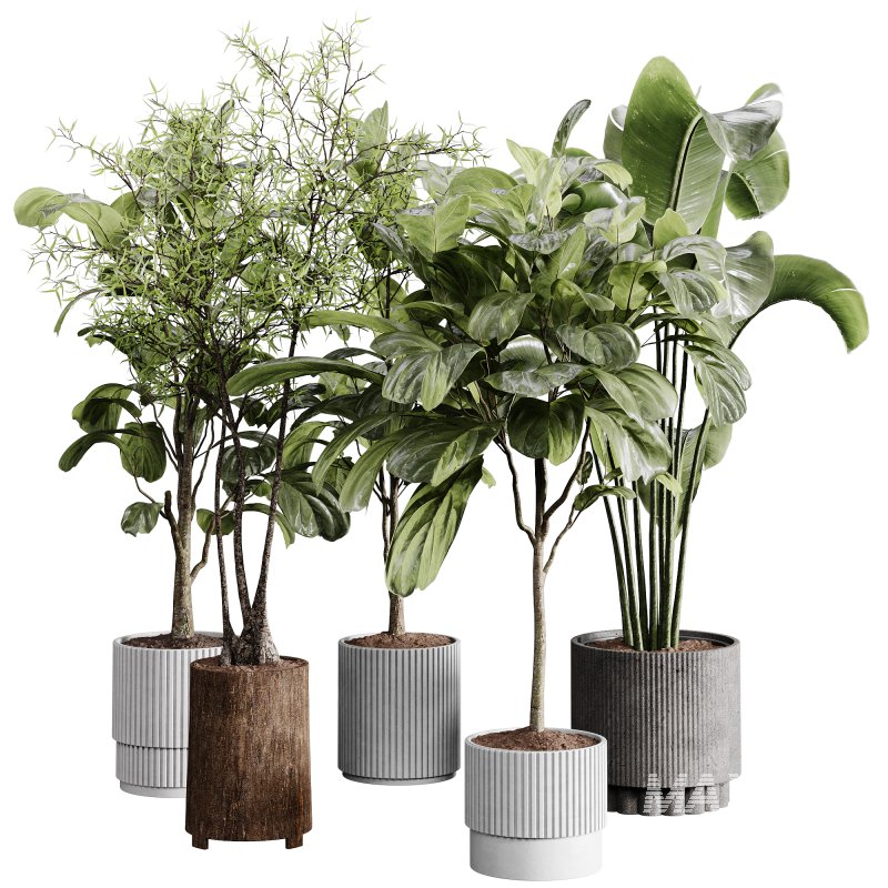 indoor plants 110 – plant collections in pot - Image 1