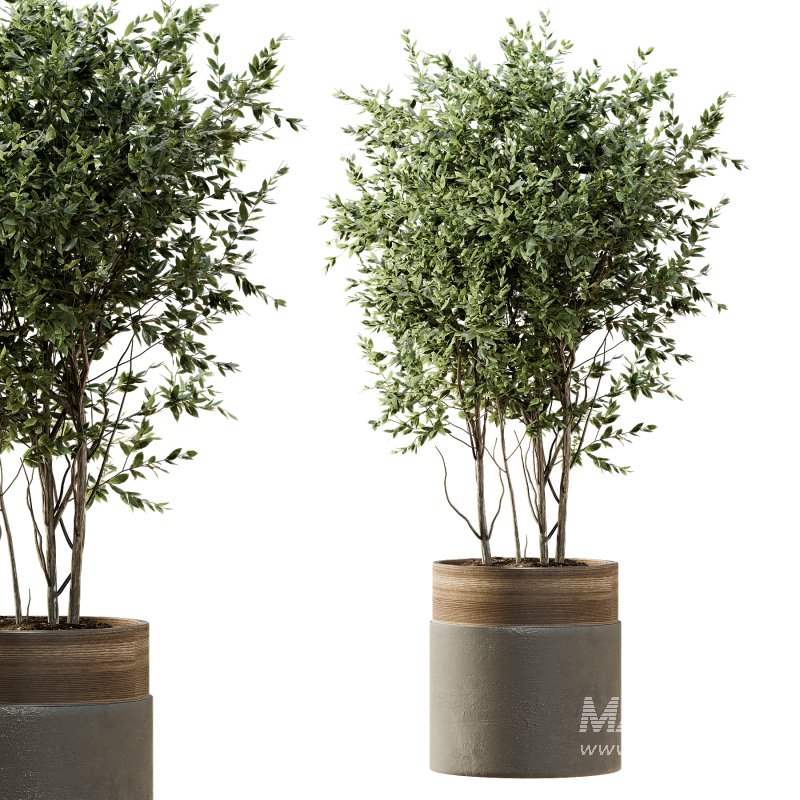 Indoor Plant 43 - Image 2