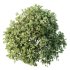 AV Plant Pittosporum Tobira Tenuifolium Shrub Buxus Semperviren Japanese Cheesewood02 - Thumbnail 1