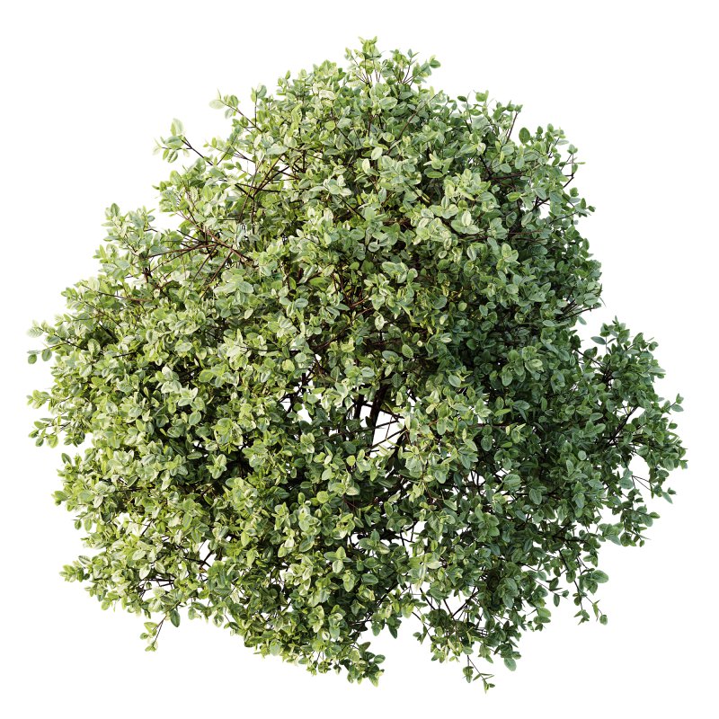 AV Plant Pittosporum Tobira Tenuifolium Shrub Buxus Semperviren Japanese Cheesewood02 - Image 1
