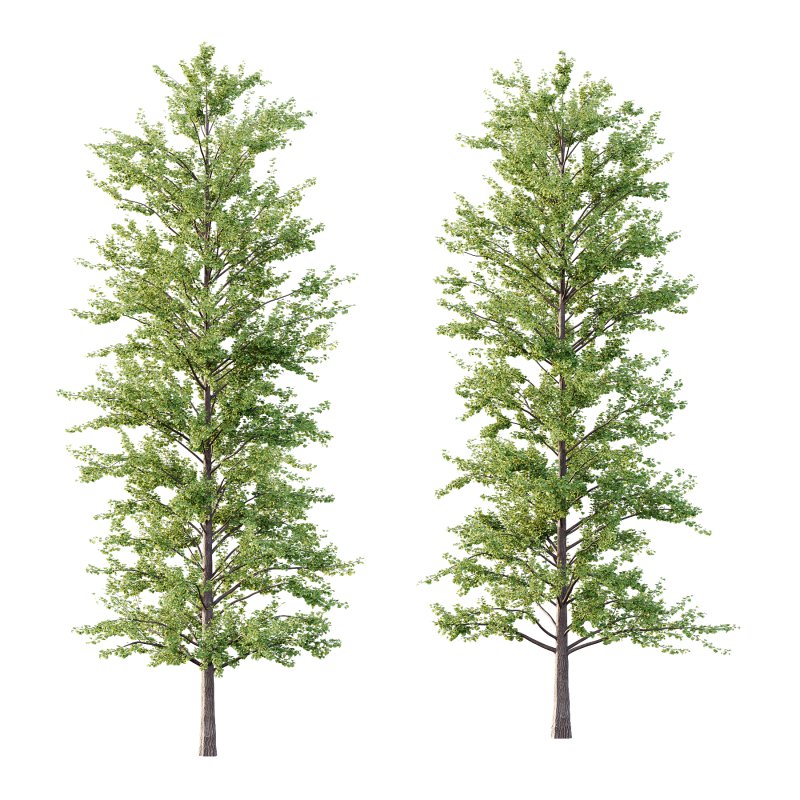 Maidenhair Ginkgo Biloba Tree 09 - Image 1