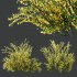 AV Cytisus scoparius 3 bushes - Thumbnail 7