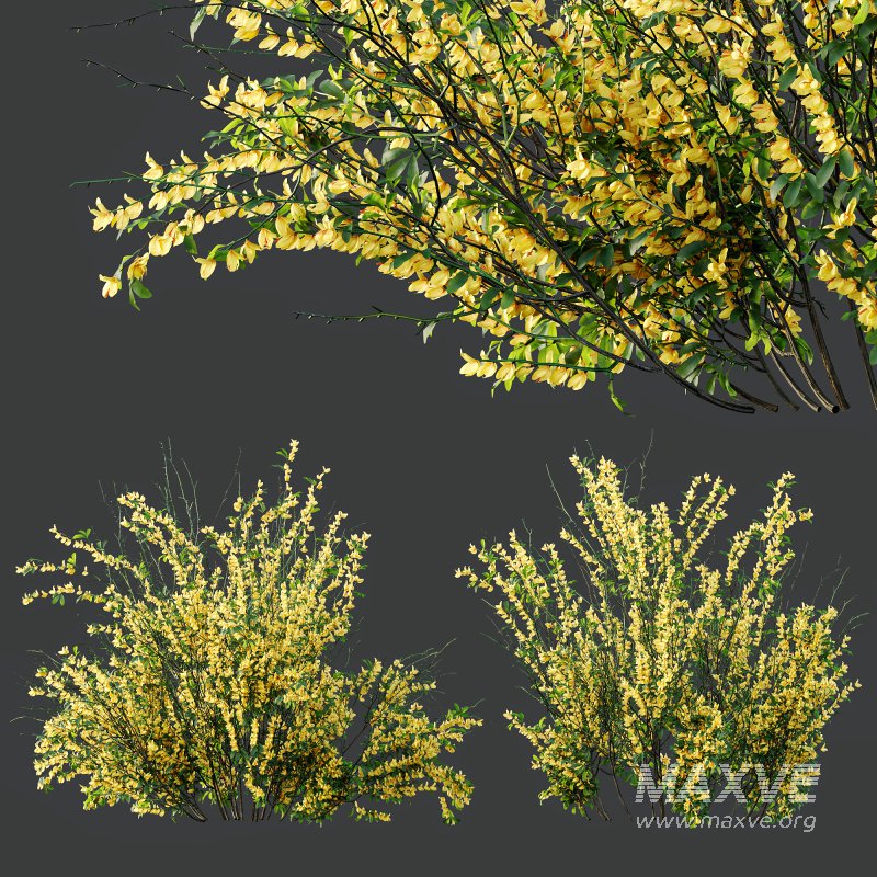 AV Cytisus scoparius 3 bushes - Image 7