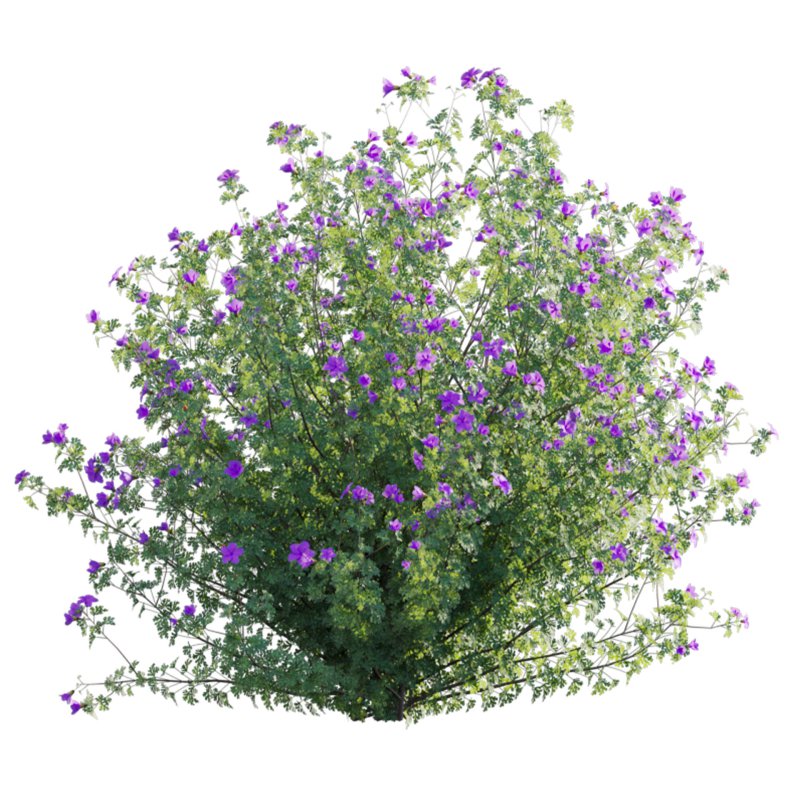 Alyogyne huegelii – Blue Hibiscus 01 - Image 3