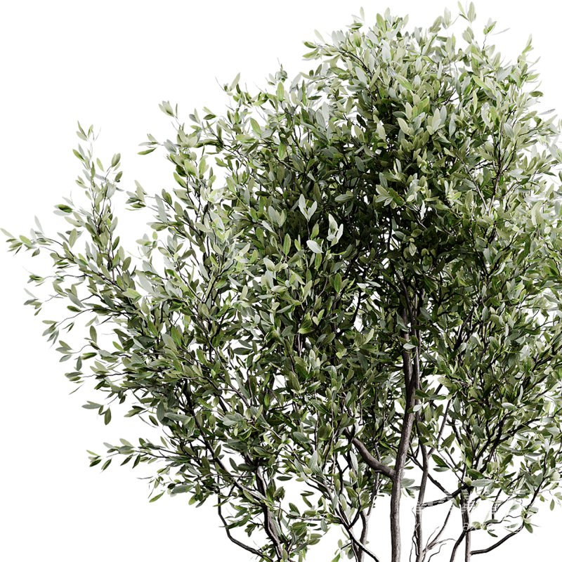 indoor plants 126 – plant in pot - Image 1