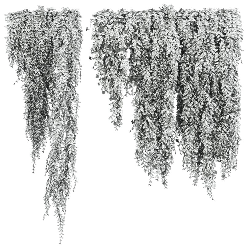 ivy plants - Image 3