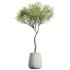 AV Indoor Plants Set 263 Japandi Ficus Dracaena Marginata and Mission Olive - Thumbnail 1