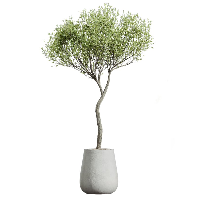 AV Indoor Plants Set 263 Japandi Ficus Dracaena Marginata and Mission Olive - Image 1